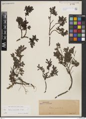 Foto von Salix breviserrata Flod.
